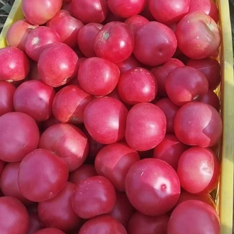 宁夏大棚硬粉西红柿，大量上市，全国发货欢迎来电