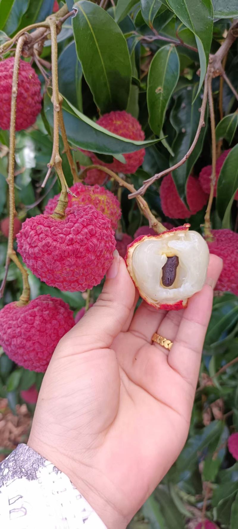 密丁香