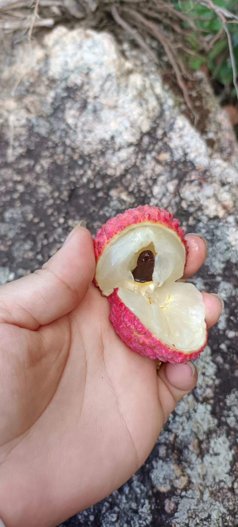 密丁香