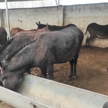肉驴肥驴架子驴叫驴驹草驴驹生熟驴肉养殖场常年供应