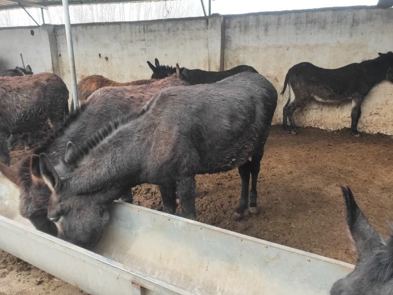肉驴肥驴架子驴叫驴驹草驴驹生熟驴肉养殖场常年供应