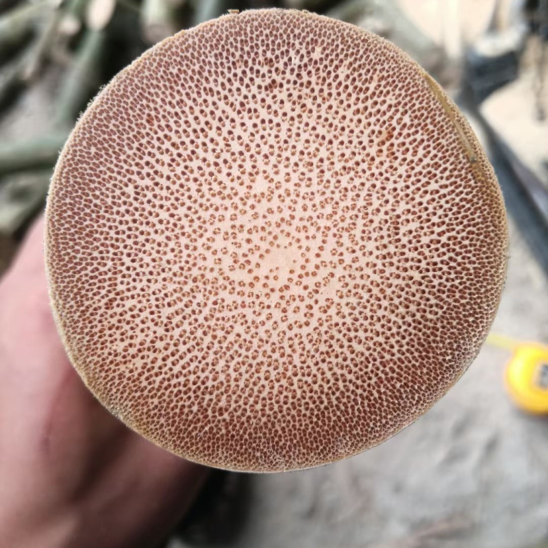 实心竹龙血竹龙血金丝竹工艺原材料