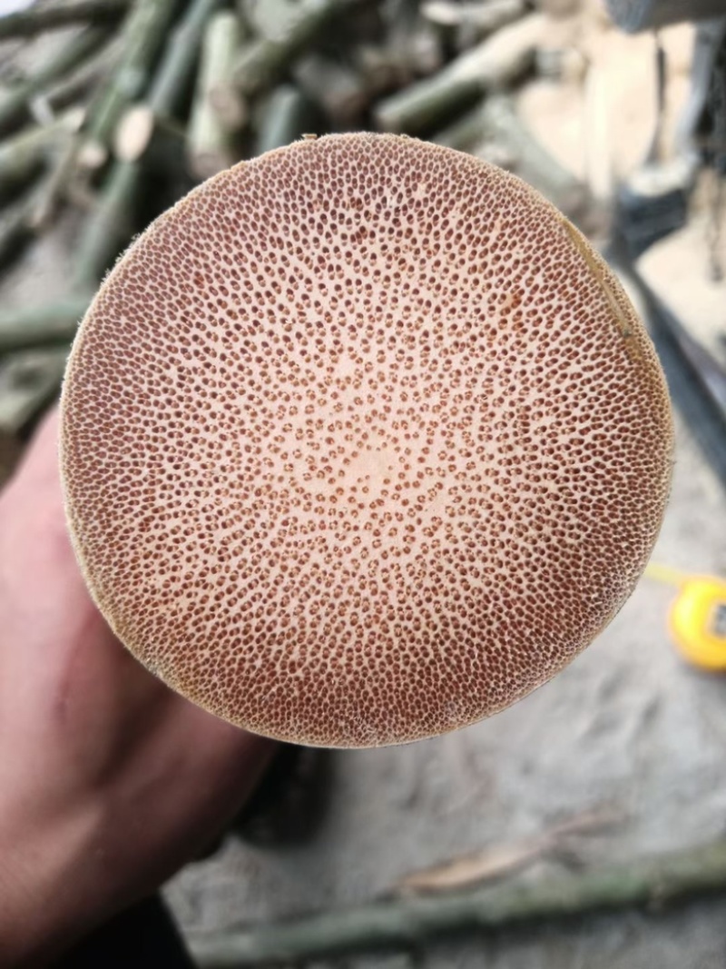 实心竹龙血竹龙血金丝竹工艺原材料