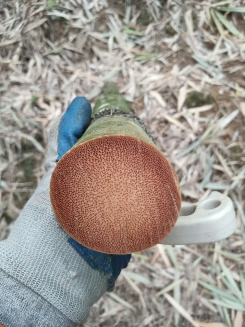 实心竹龙血竹龙血金丝竹工艺原材料