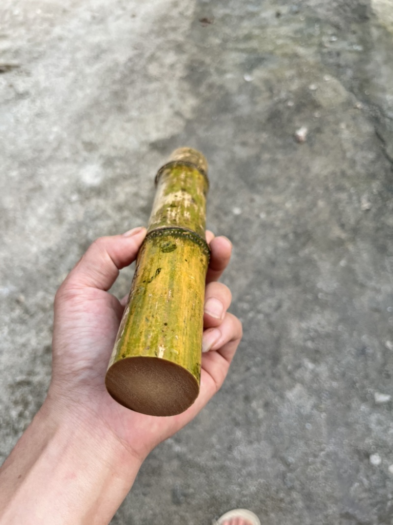 实心竹龙血竹龙血金丝竹工艺原材料