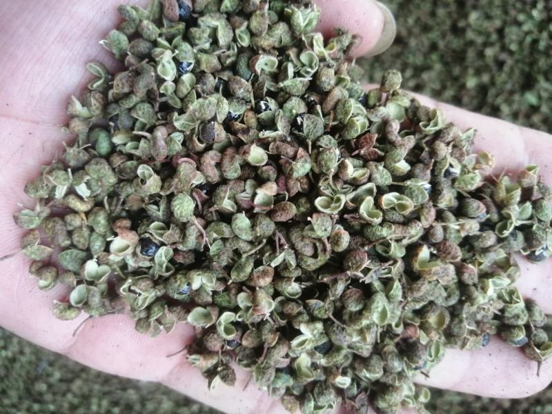 今年新产青花椒，货量稳定，量大价格优惠，