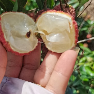 荔枝