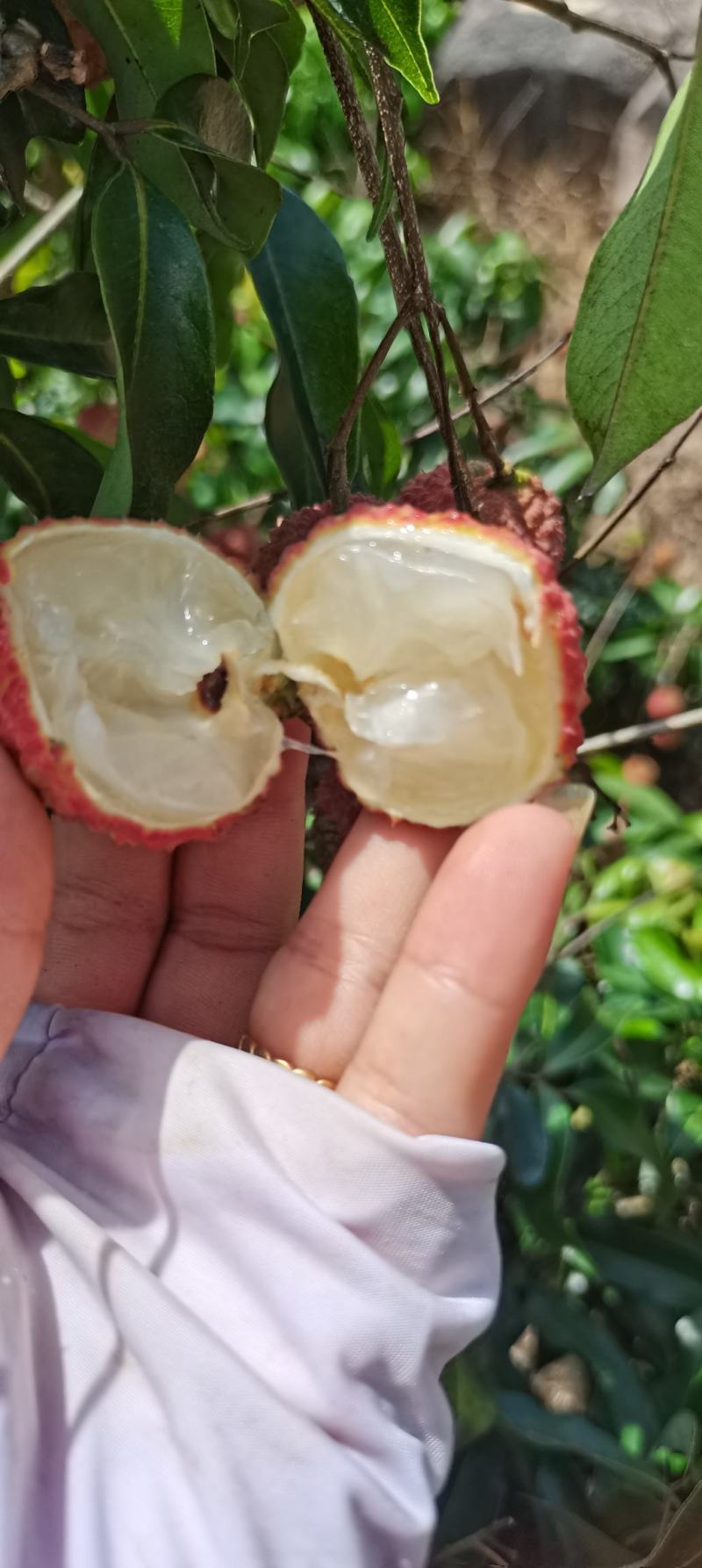 荔枝