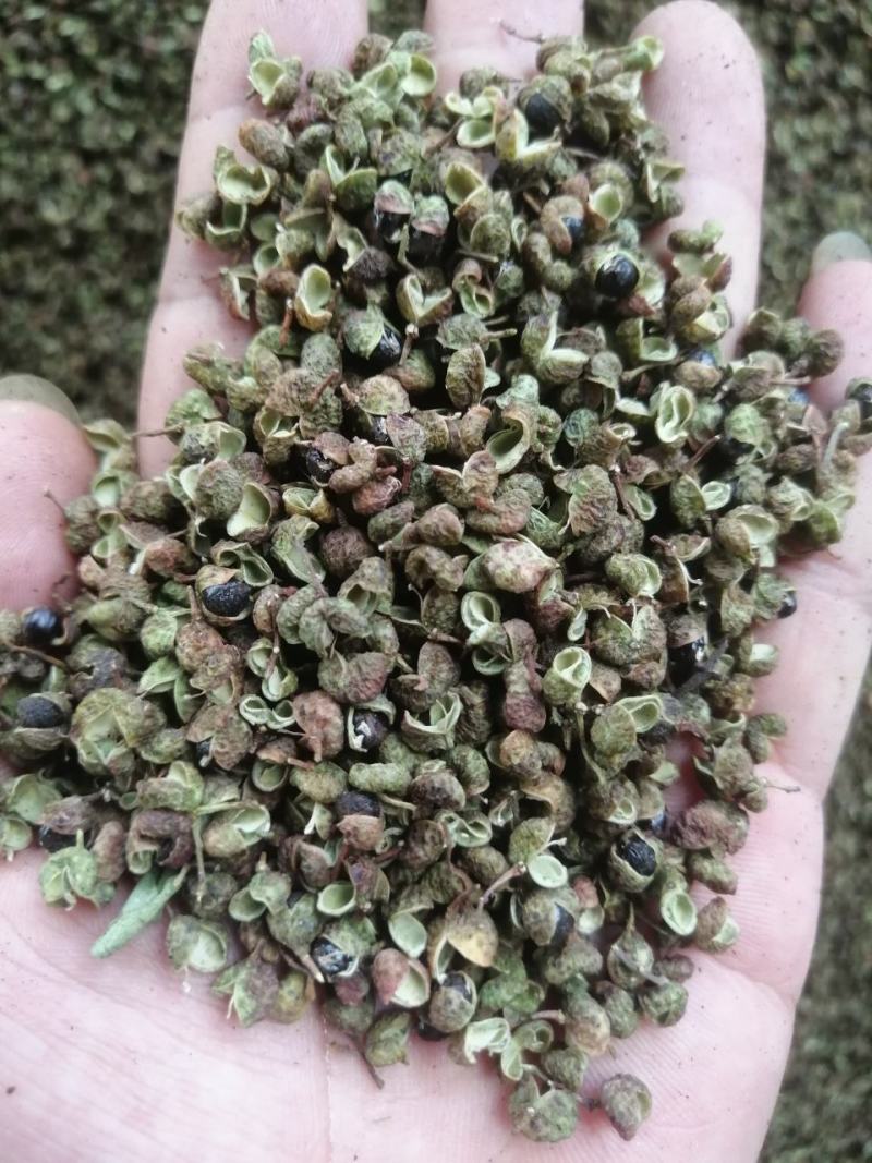 今年新产青花椒，货量稳定，量大价格优惠，