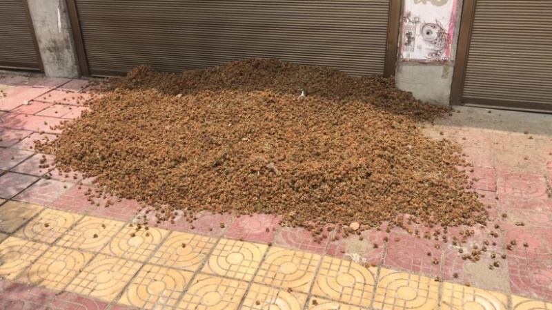 刺梨精选野生干货一手货源欢迎选购
