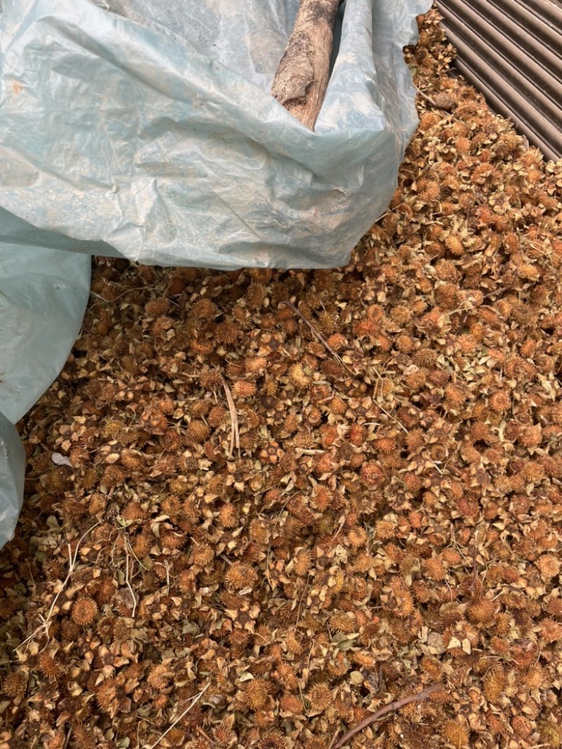 刺梨精选野生干货一手货源欢迎选购