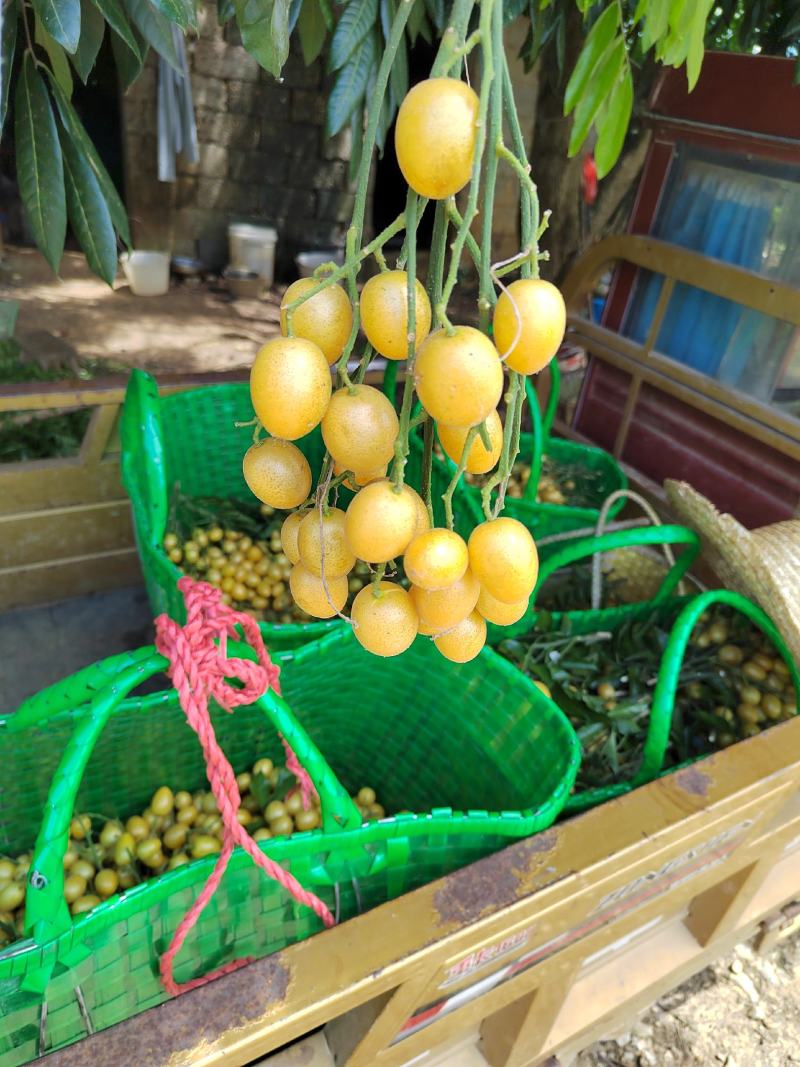 自家种植的冰糖黄皮，纯甜，每天新鲜采摘。