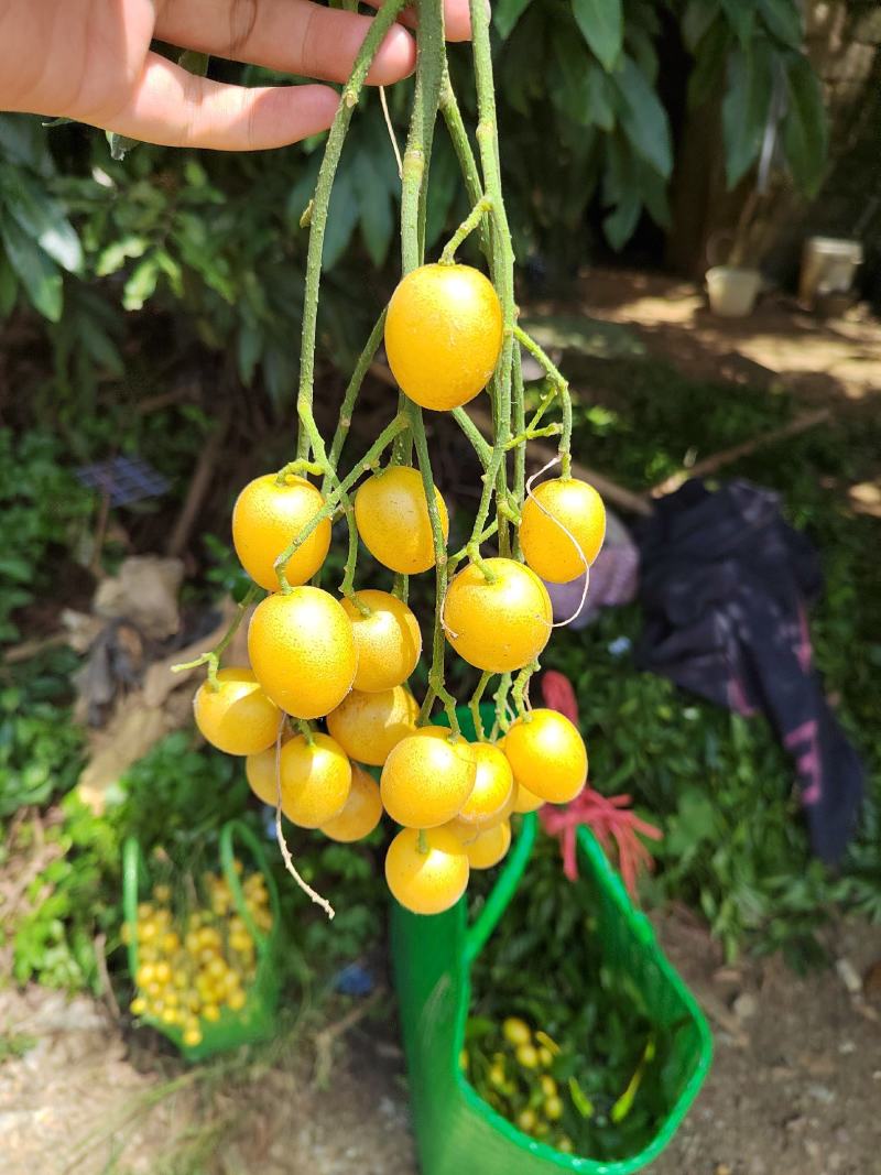 自家种植的冰糖黄皮，纯甜，每天新鲜采摘。