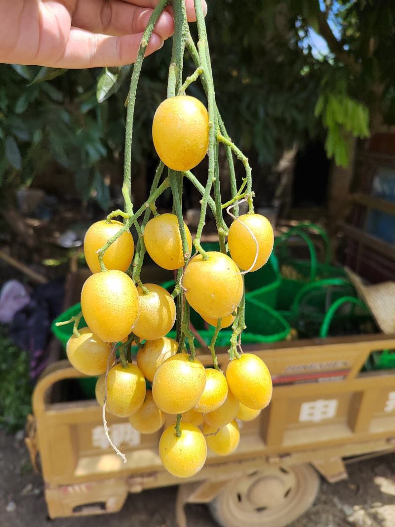 自家种植的冰糖黄皮，纯甜，每天新鲜采摘。