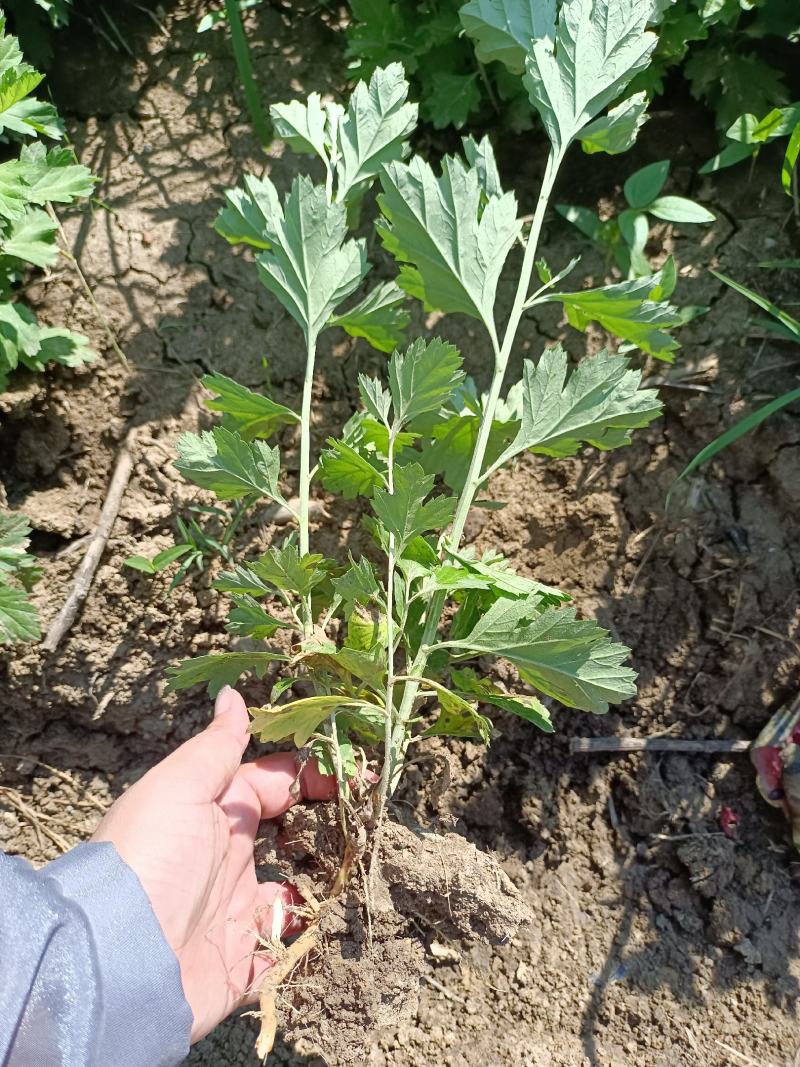 艾草，艾苗，艾根，大量上市，货源充足，保质保量