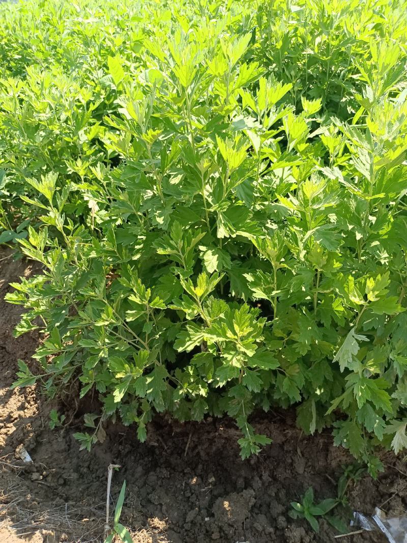 艾草，艾苗，艾根，大量上市，货源充足，保质保量