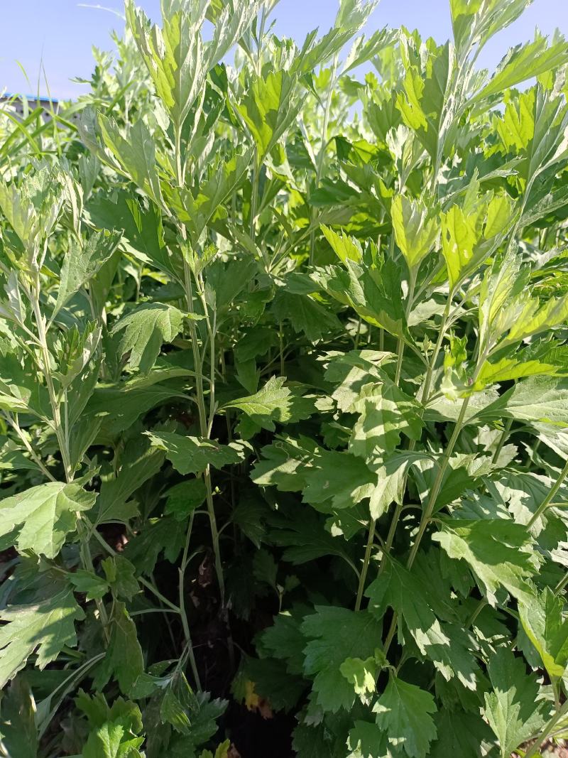 艾草，艾苗，艾根，大量上市，货源充足，保质保量