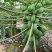 【木瓜苗】水果木瓜组培苗规格8-20厘米优质木瓜种苗