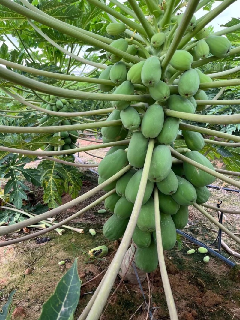 【木瓜苗】水果木瓜组培苗规格8-20厘米优质木瓜种苗