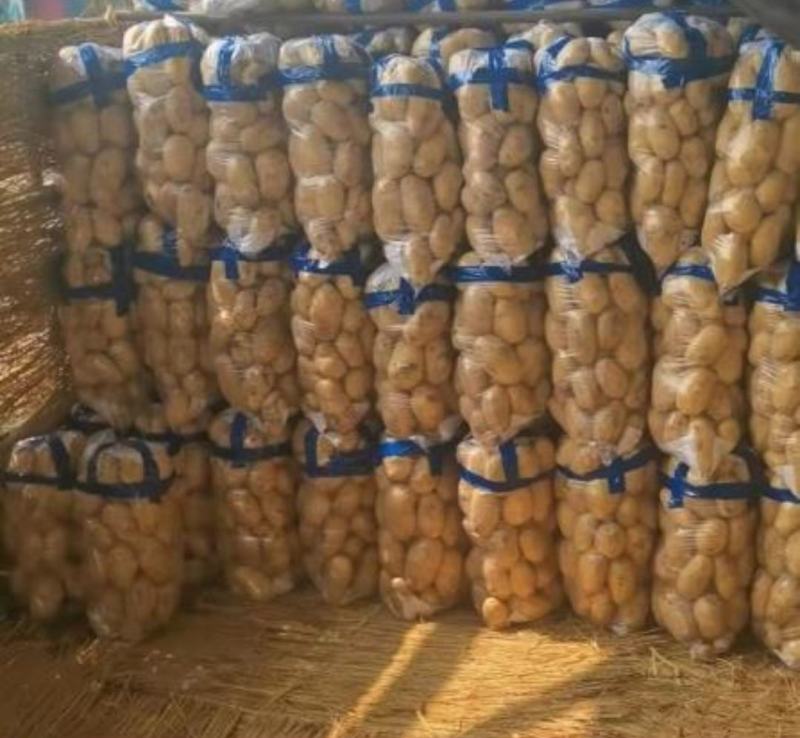 荷兰十五土豆三两以上通货