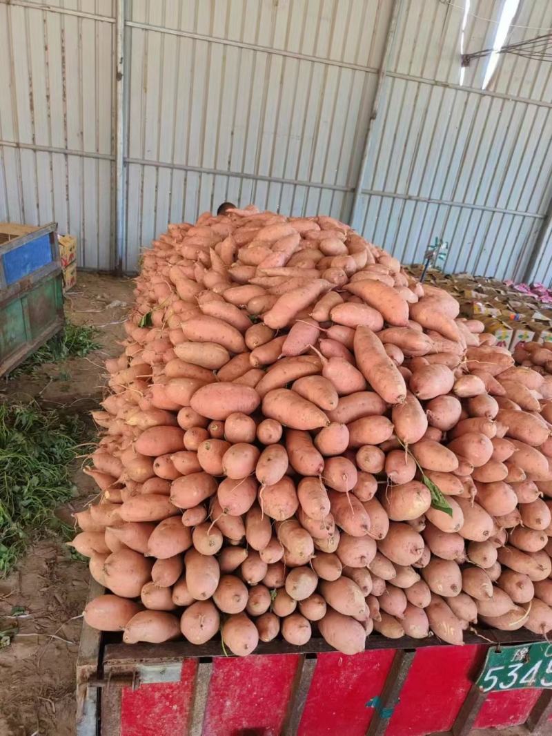 开封龙薯九号筐装水洗龙九，大量供应货源充足