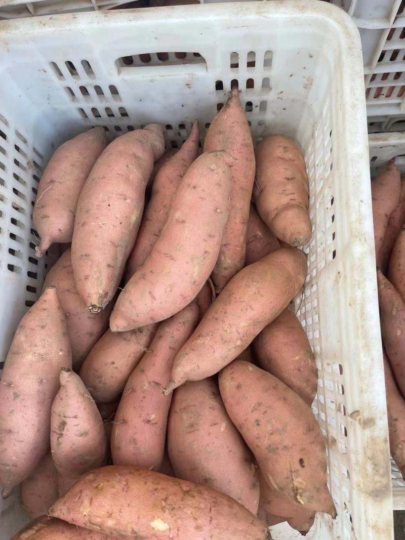 开封龙薯九号筐装水洗龙九，大量供应货源充足