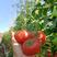 西红柿，番茄，大红西红柿产地发，看货论价保质保量，，