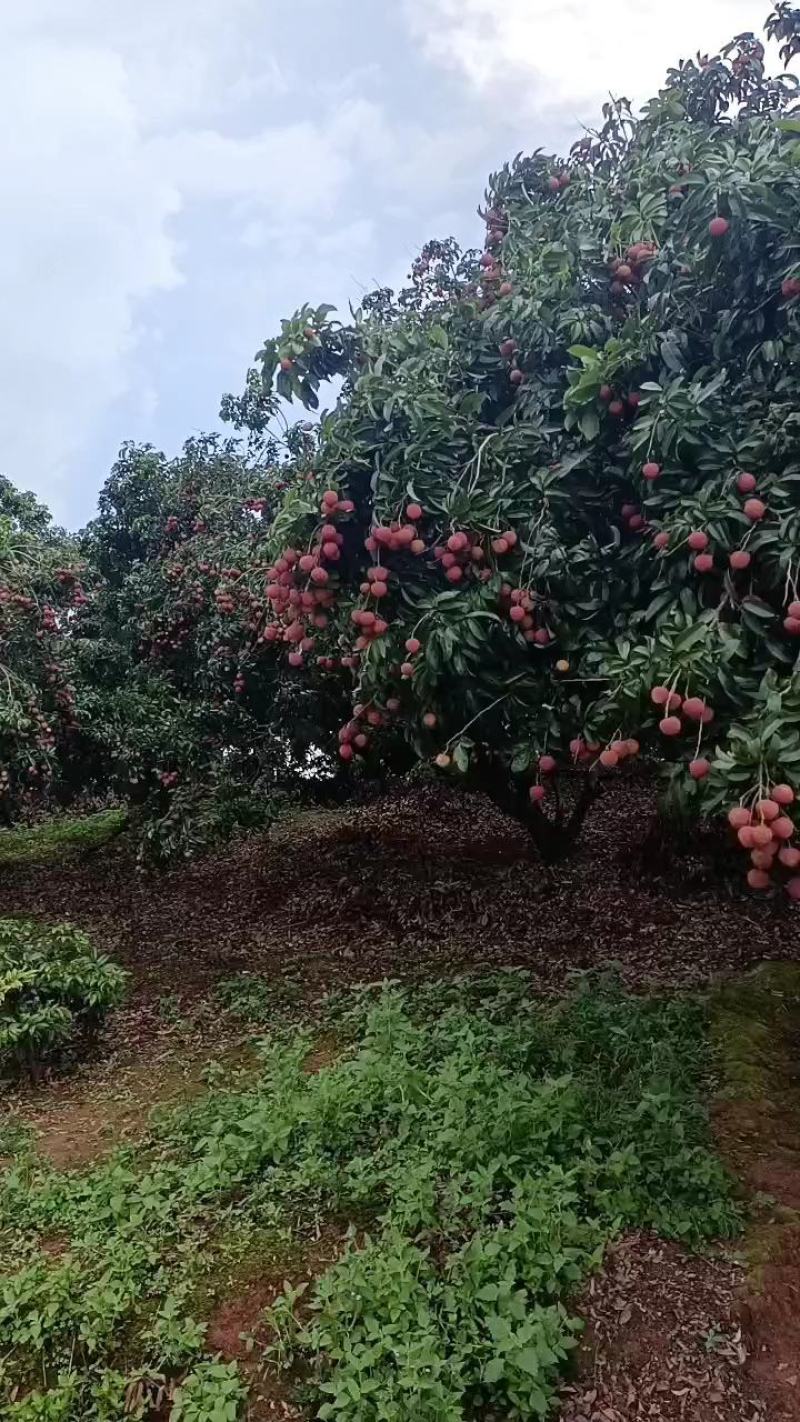 广西贵港桂平禾荔枝麻桐荔枝量大优惠，专业包装地理位置优越