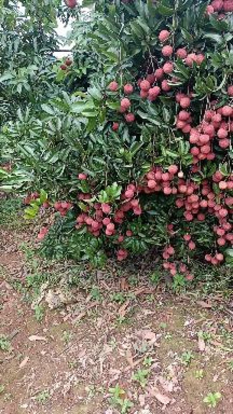 广西贵港桂平禾荔枝麻桐荔枝量大优惠，专业包装地理位置优越