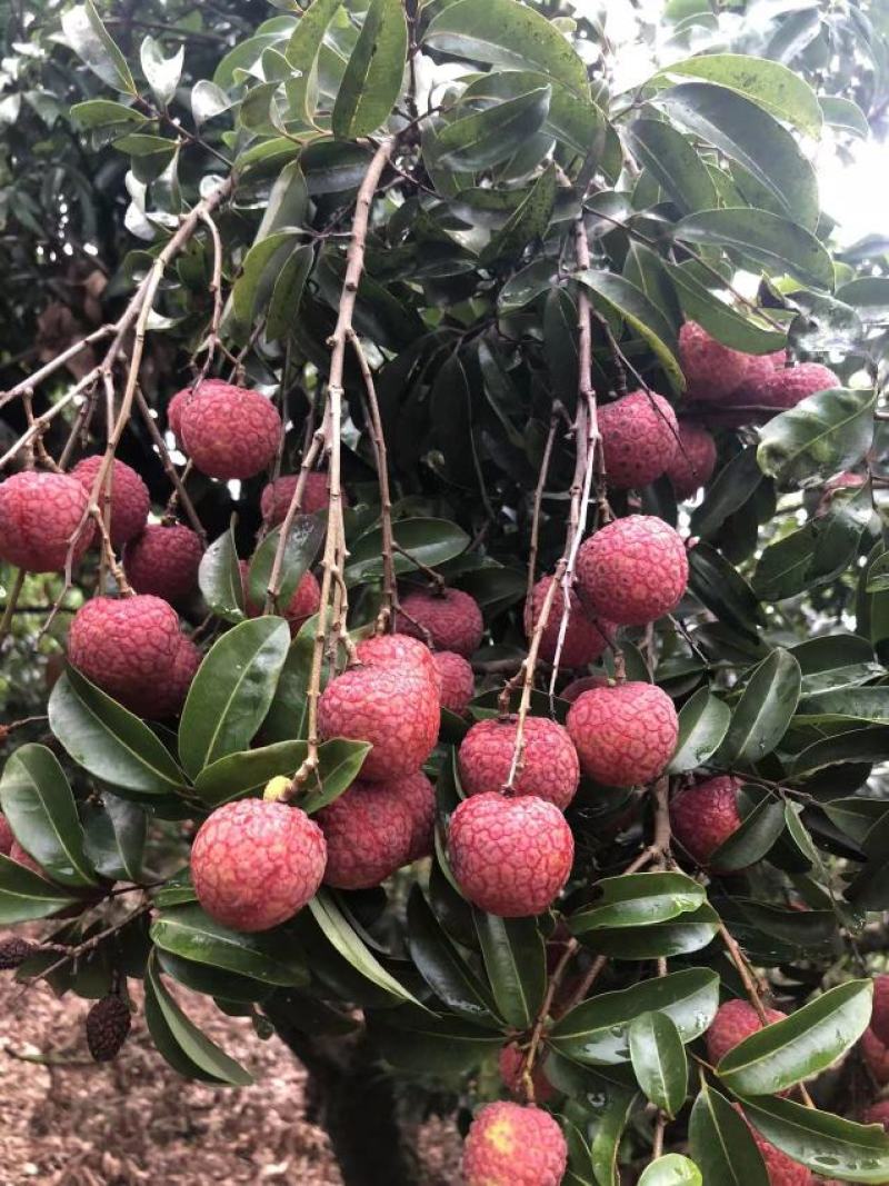 广西贵港桂平禾荔枝麻桐荔枝量大优惠，专业包装地理位置优越