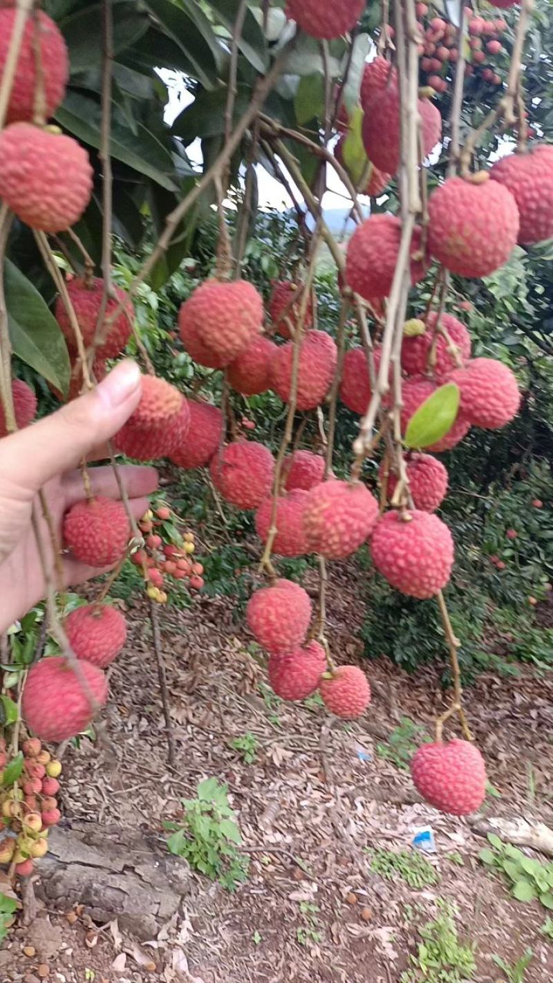 广西贵港桂平禾荔枝麻桐荔枝量大优惠，专业包装地理位置优越