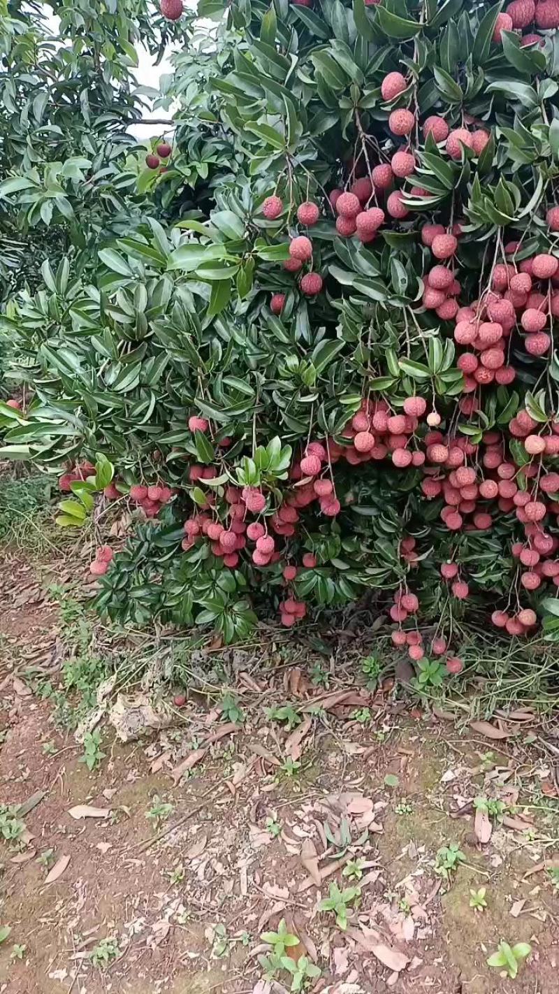 广西贵港桂平禾荔枝麻桐荔枝量大优惠，专业包装地理位置优越