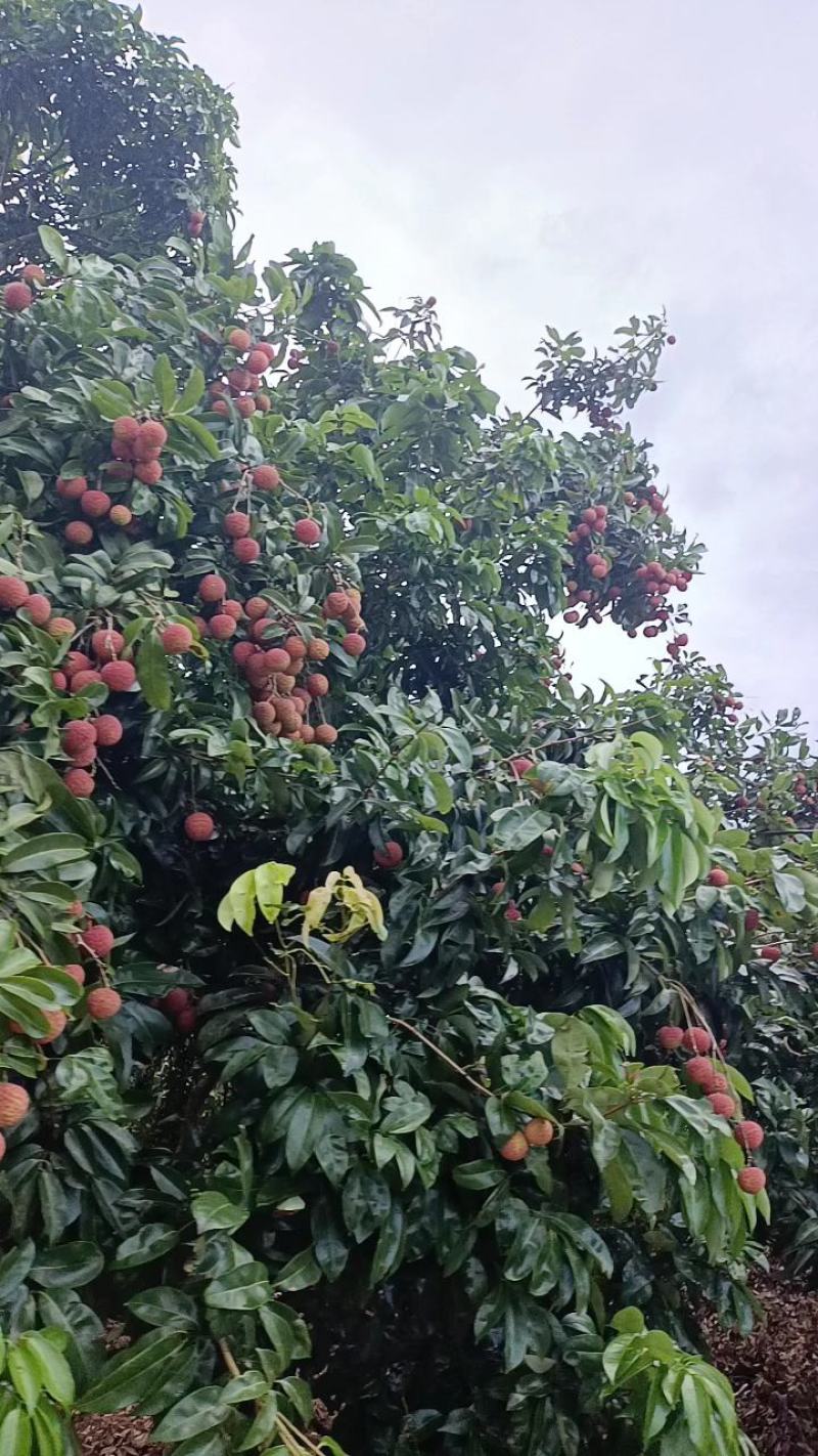 广西贵港桂平禾荔枝麻桐荔枝量大优惠，专业包装地理位置优越
