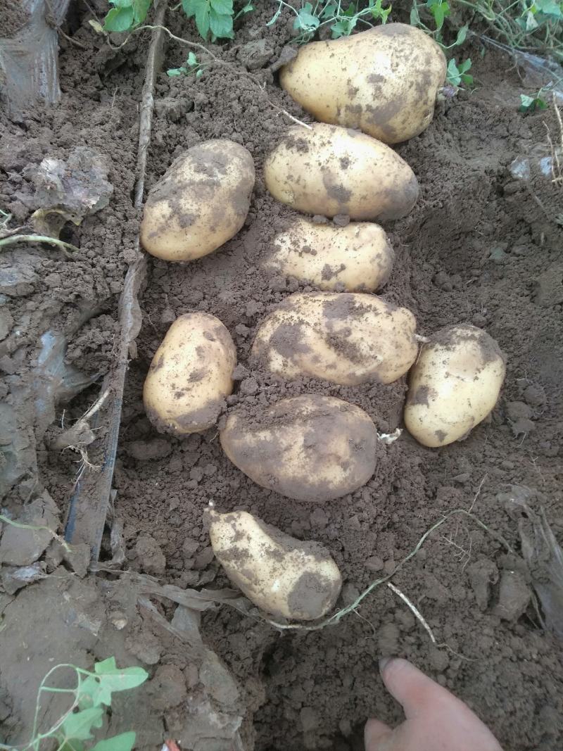 【实图拍摄】河北土豆沃土，荷兰十五，806现挖淀粉含量高