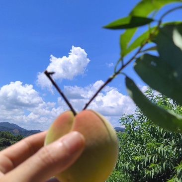 赣南鹰嘴桃大量上市