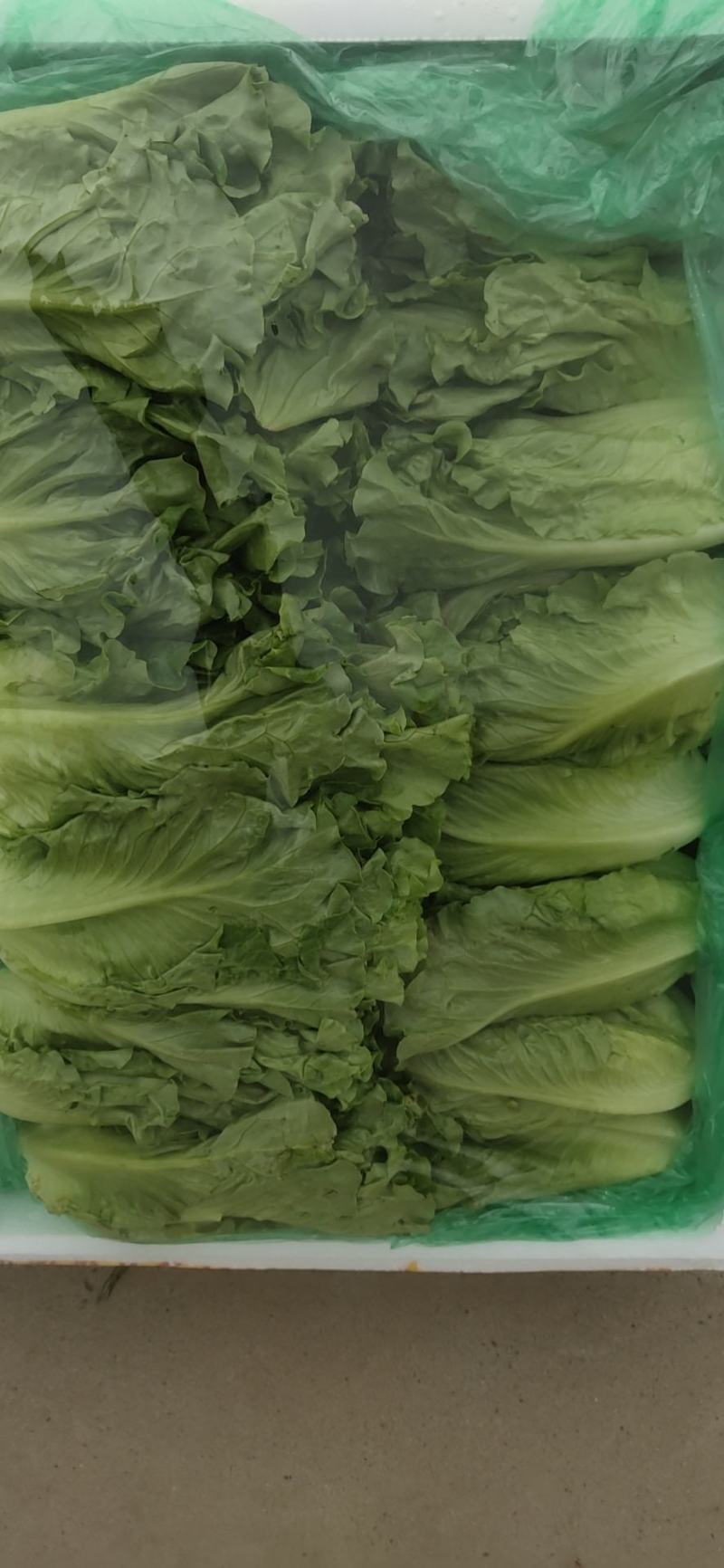 各种蔬菜，可做单品发车，可多品拼车，保值保量，价格美丽