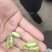 各种蔬菜，可做单品发车，可多品拼车，保值保量，价格美丽