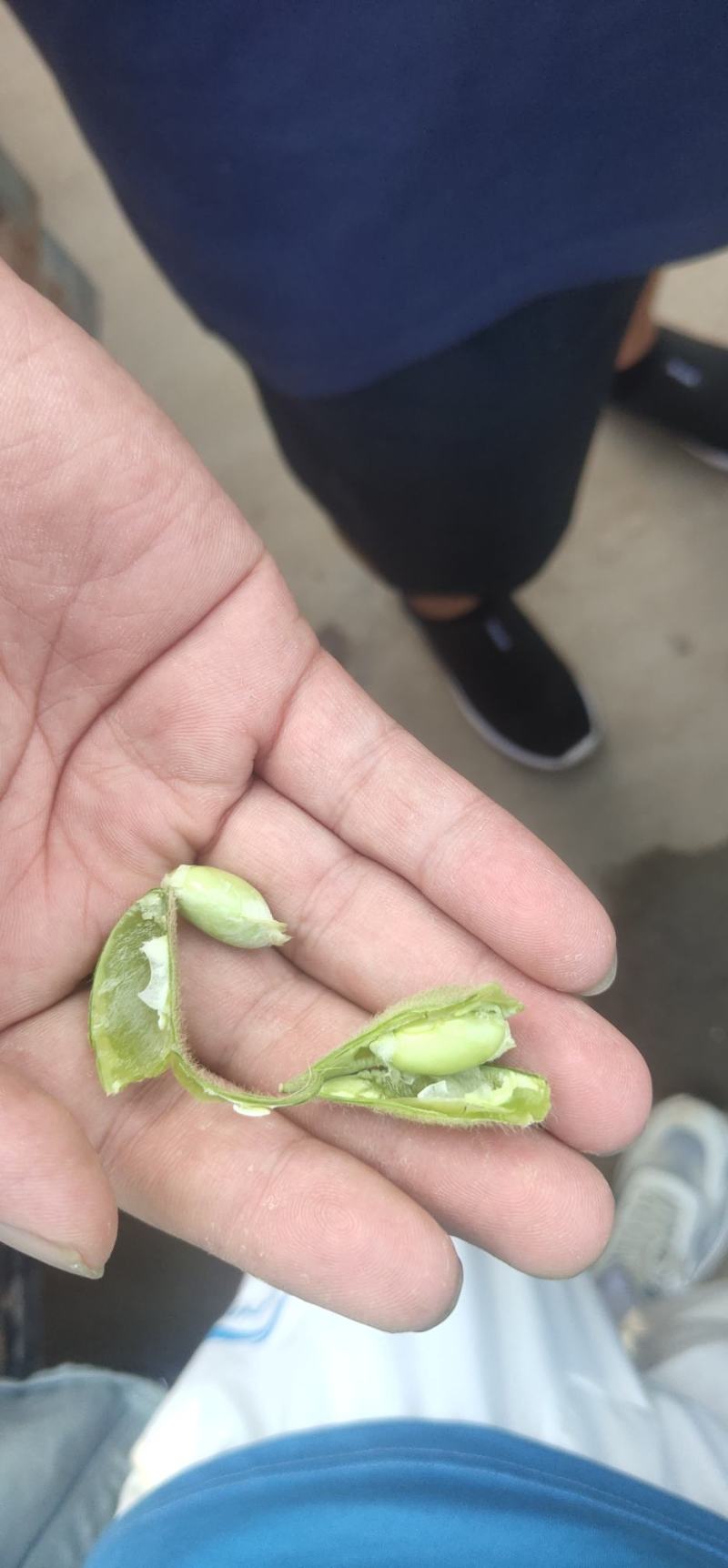 各种蔬菜，可做单品发车，可多品拼车，保值保量，价格美丽