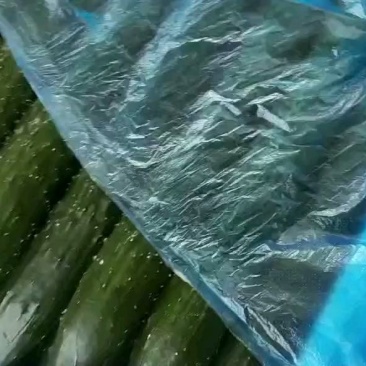黄瓜
