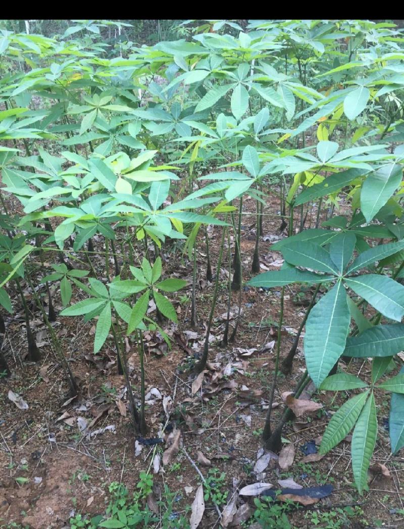 发财树种子，果子