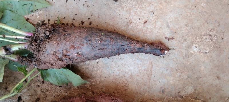 钻地老鼠、紫茉莉根、粉果根、黑老鼠、地雷花