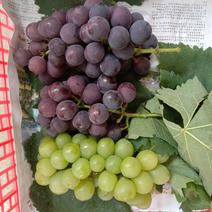 在德阳卖葡萄的亲们，彭州园区的茉莉味葡萄和蜂蜜味葡萄成熟