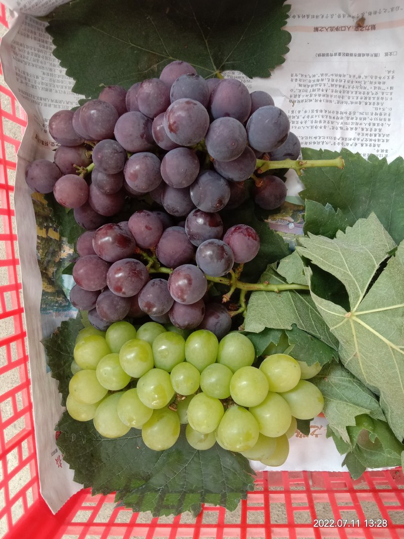 在德阳卖葡萄的亲们，彭州园区的茉莉味葡萄和蜂蜜味葡萄成熟