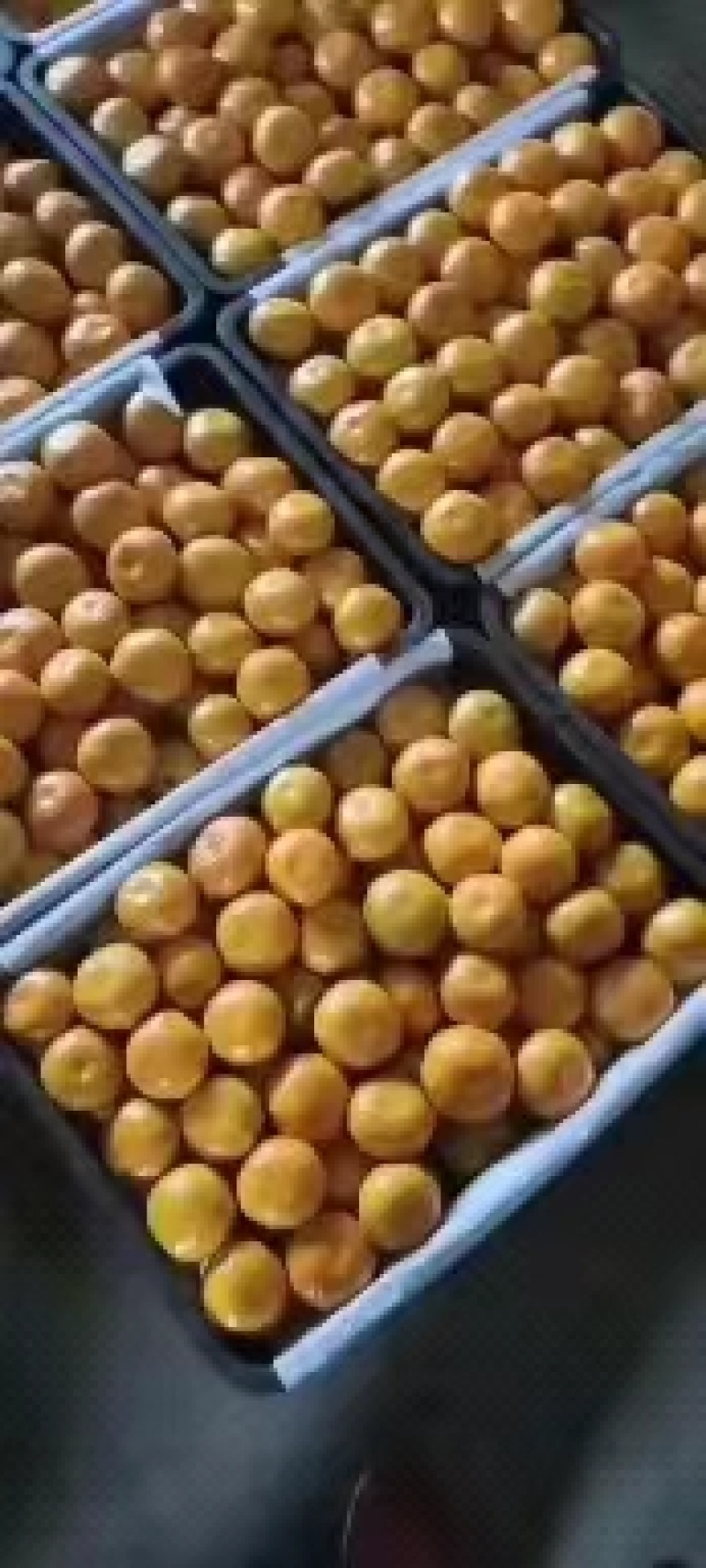 蜜橘湖北特早蜜橘宜昌蜜橘，产地现采现发