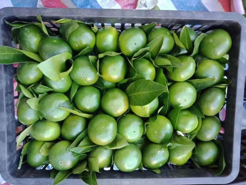 蜜橘湖北特早蜜橘宜昌蜜橘，产地现采现发