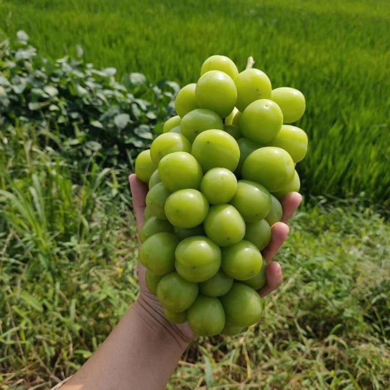 阳光玫瑰大量上市，对接各大电商，商超，加工厂，需要的联系