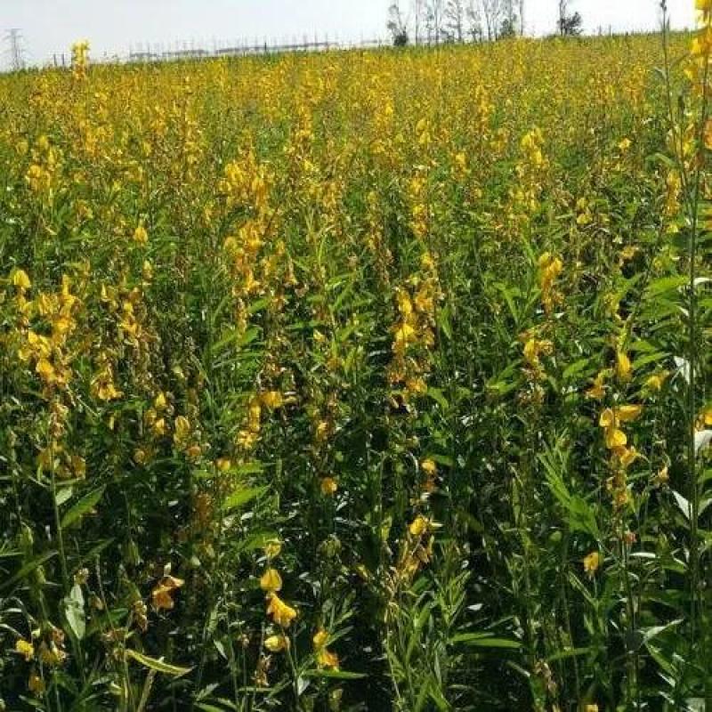 猪屎豆种子灌木种子三圆叶猪屎豆公路绿化种子护坡固土
