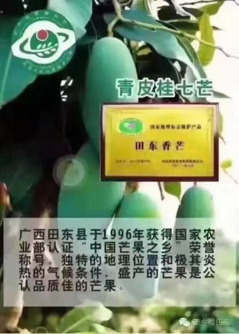 田东县桂七批量上市，香甜可口现货供应