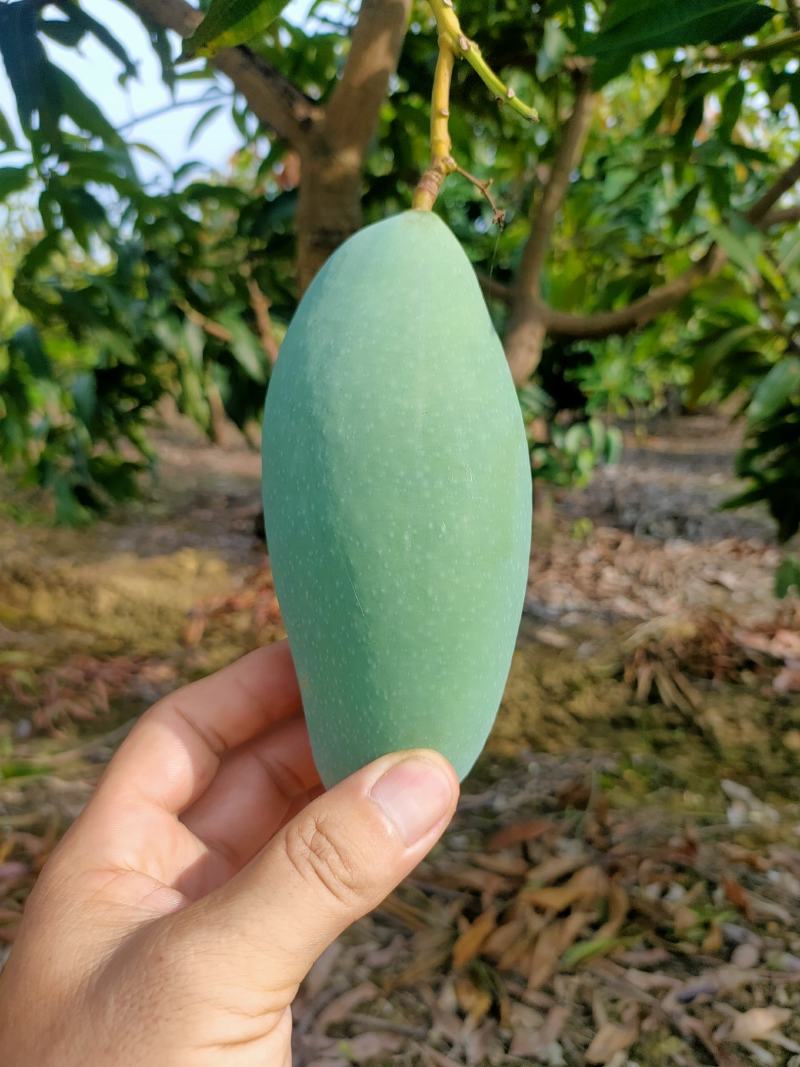 田东县桂七批量上市，香甜可口现货供应