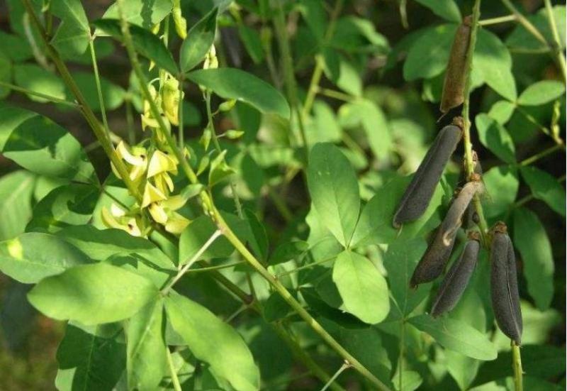 猪屎豆种子灌木种子三圆叶猪屎豆公路绿化种子护坡固土